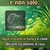 Dafnie: Cibo Vivo E Non Solo...: Dove Trovarle In Natura E Come Allevarle Facilmente In Casa