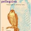 Il Falco Pellegrino