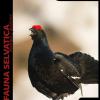 Galliformi Di Montagna