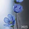 Calendario 2025 Alpenblumen - Fiori alpini