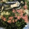 Rosa Mystica (tra Gigli Bianchi E Neri)