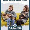 Cane Bau & Gatto Miao: I 7 Rischi Nascosti (e A Volte Letali) Che Corre Ogni Giorno Il Tuo Amico A 4 Zampe