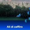 Ali Di Zaffiro