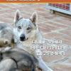 Allevare A Portata Di Zampa: Un Allevatore E Veterinario Racconta