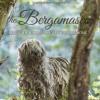 The bergamasco. From the Italian Alps to the family home