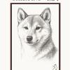 Shiba Inu - ??: Origini, Carattere, Cura, Gestione E Futuro Del Piccolo Grande Cane Del Giappone