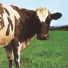 Atom Heart Mother. Il cuore nuovo dei Pink Floyd