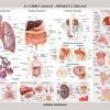 Corpo Umano: Apparati E Organi. Carta Murale Scientifica. Ediz. A Colori