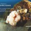 Incontri d'estate: molluschi e crostacei di basso fondo nell'area marina del Parco Riviera di Ulisse