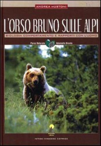 L'orso Bruno Sulle Alpi