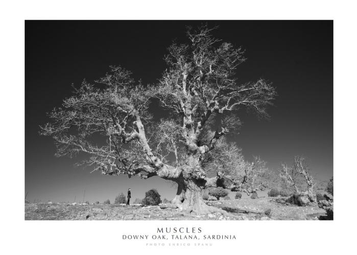 Muscles. Downy Oak, Talana, Sardinia. Ediz. Italiana E Inglese. Con Stampa Fine Art