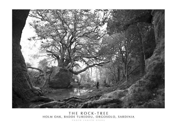 The Rock-tree. Holm Oak, Badde Tureddu, Orgosolo, Sardinia. Ediz. Italiana E Inglese. Con Stampa Fine Art