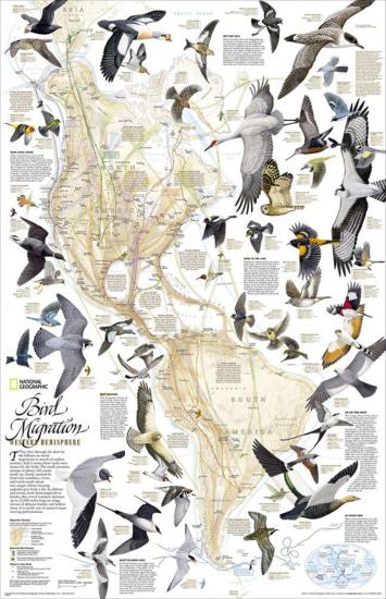 Migrazioni degli uccelli. America del Nord e del Sud. Carta murale. Ediz. inglese