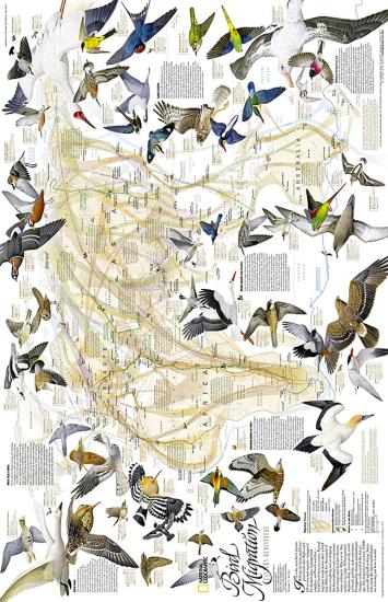 Migrazioni degli uccelli. Eurasia, Africa e Oceania. Carta murale. Ediz. inglese