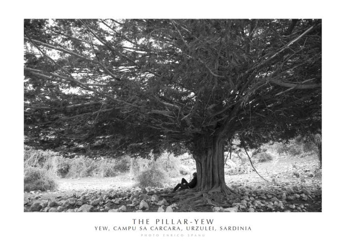 The Pillar-yew. Yew, Campu Sa Carcara, Urzulei, Sardinia. Ediz. Italiana E Inglese. Con Stampa Fine Art