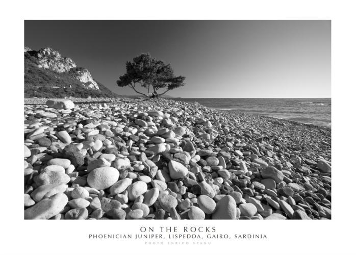 On The Rocks. Phoenician Juniper, Lispedda , Gairo, Sardinia. Ediz. Italiana E Inglese. Con Stampa Fine Art