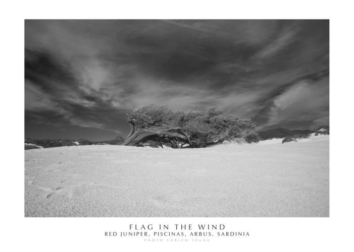 Flag In The Wind. Red Juniper, Piscinas, Arbus, Sardinia. Ediz. Italiana E Inglese. Con Stampa Fine Art