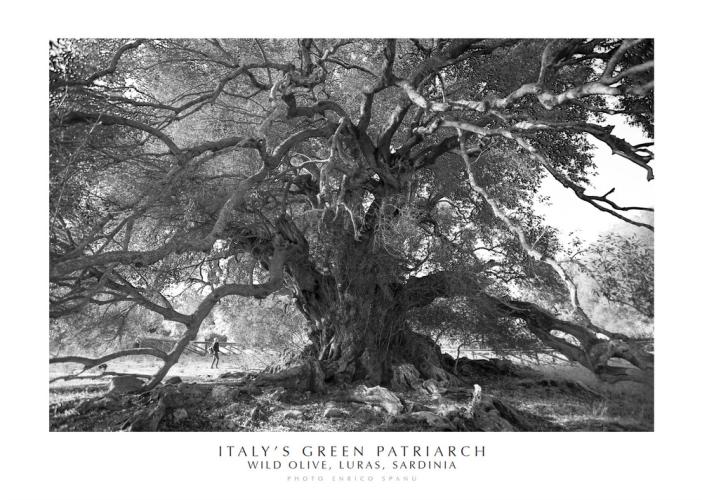 Italy's Green Patriarch. Wild Olive, Luras, Sardinia. Ediz. Italiana E Inglese. Con Stampa Fine Art