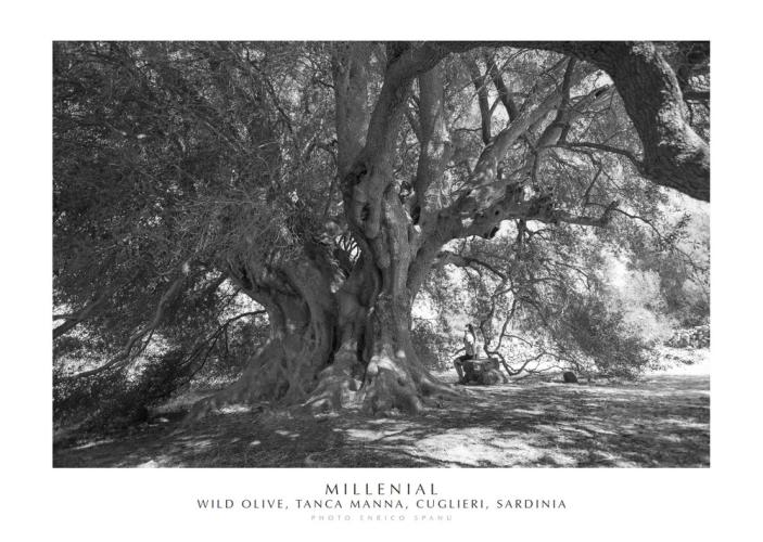 Millenial. Wild Olive, Tanca Manna, Cuglieri, Sardinia. Ediz. Italiana E Inglese. Con Stampa Fine Art