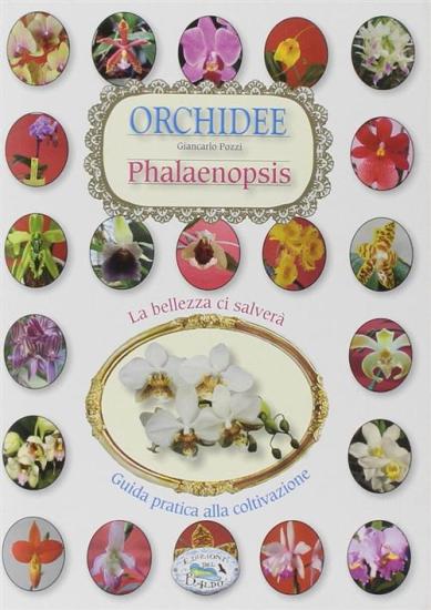 Orchidee phalenipsis
