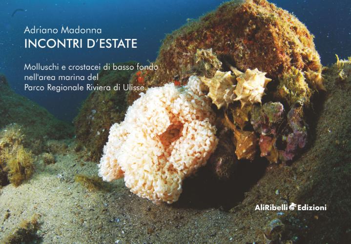 Incontri D'estate: Molluschi E Crostacei Di Basso Fondo Nell'area Marina Del Parco Riviera Di Ulisse